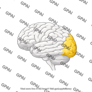 Brain lateral view occipital lobe