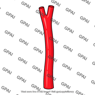 Carotid trunk