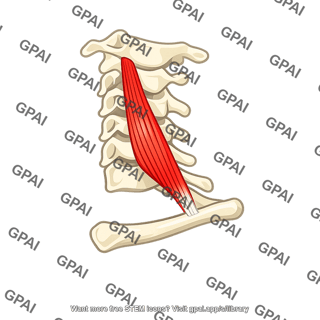 Scalenus anterior muscle