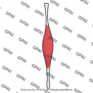 Biceps brachii long head
