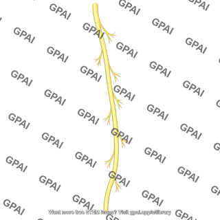 Left vagus nerve