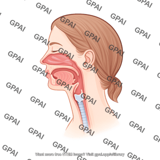 Upper respiratory tract female