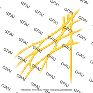 Brachial plexus