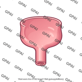 Rectal ampulla
