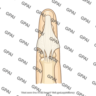 Extensor hood of index finger