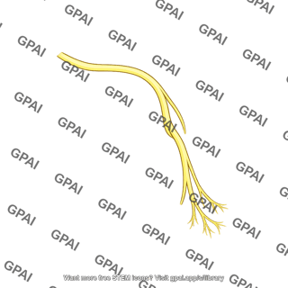 Posterior auricular branch