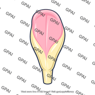 Epiglottis