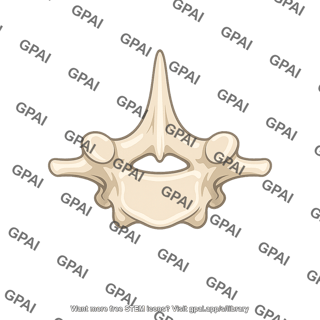 T1 vertebra