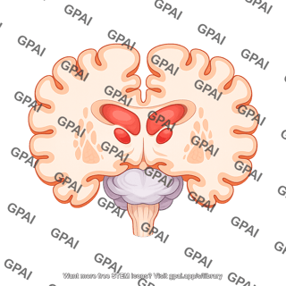Brain coronal cut at thalamus red nucleus
