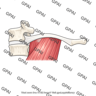 Psoas major fascia