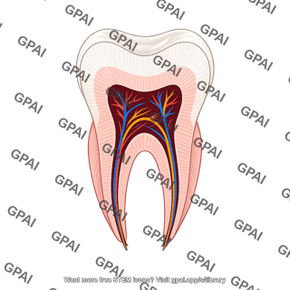 Molar tooth cross section with striae