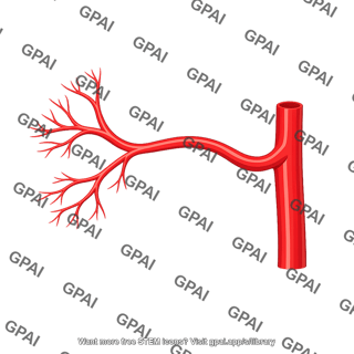 Left colic artery