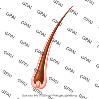 Hair anagen stage outer root sheath