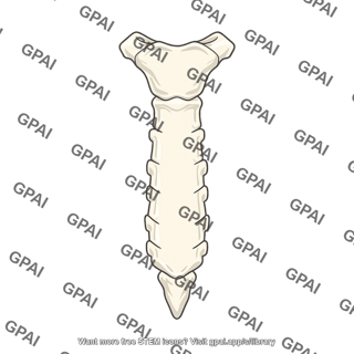 Sternum