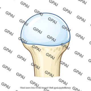 Humerus head