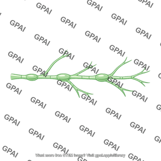 Lymphatic vessel