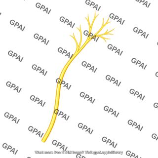 Palmar cutaneous branch of ulnar nerve