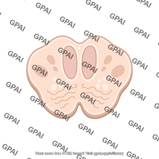 Brainstem cross section medulla dorsal column
