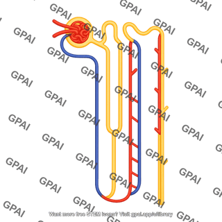 Nephron cortical juxtamedullary with vessels 01