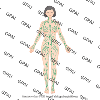 Circulatory system female lymphatic