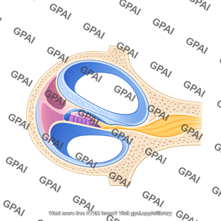 Cochlear duct cross section 01