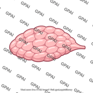 Lacrimal gland