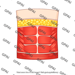 Abdominal wall anterior