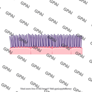 Cilia