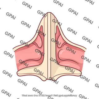 Median nasal septum