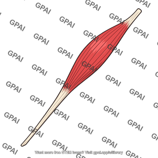 Extensor carpi ulnaris muscle