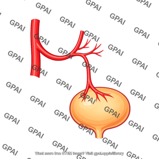 Superior vesical artery