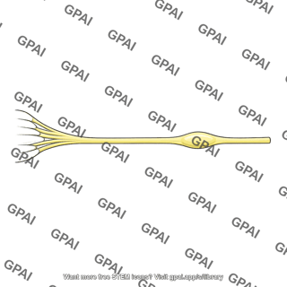 Posterior root