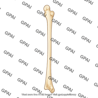 Ulna posterior