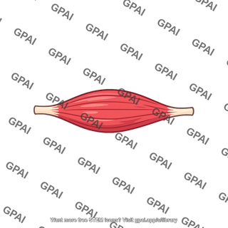 Skeletal muscle