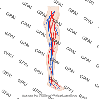 Vasculature lower limb on body
