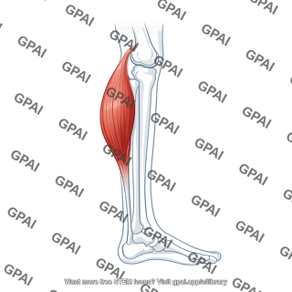 Gastrocnemius muscle lateral