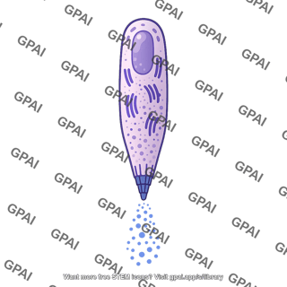 Ameloblast secretory phase