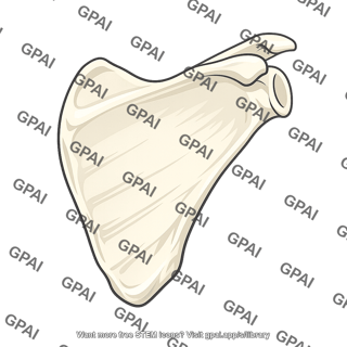 Scapula