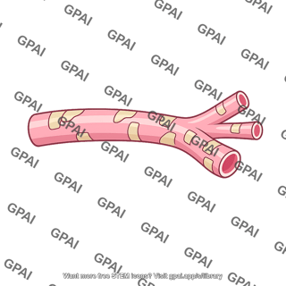 Secondary bronchus