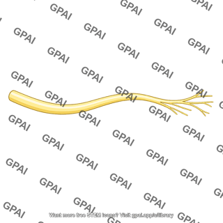 Nerve branch