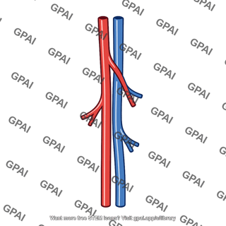 Artery and vein
