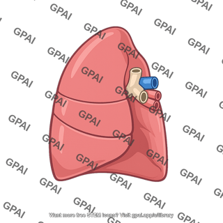 Right lung