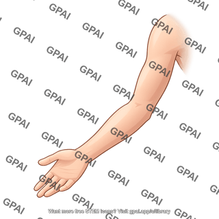 Arm anterior