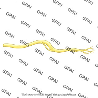 Ulnar nerve