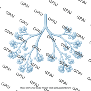 Lung development 4 saccular