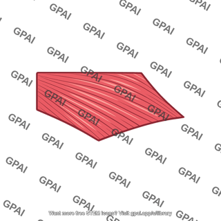 Rhomboid muscle