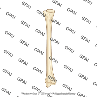 Radius anterior