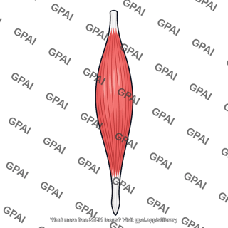 Posterior arm extensor muscle