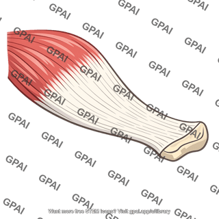 Triceps brachii tendon
