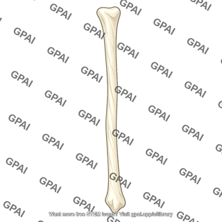 Shaft of fibula
